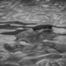 The Swimmer [B&W] by skipt07
