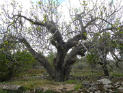 5th Apr 2016 - A well polarded fig tree