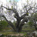 A well polarded fig tree by kyfto