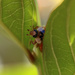 Peek-a-boo-bug by ingrid01