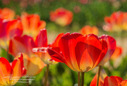 7th Apr 2016 - Red Tulips