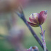 From Bud to Bloom by tina_mac