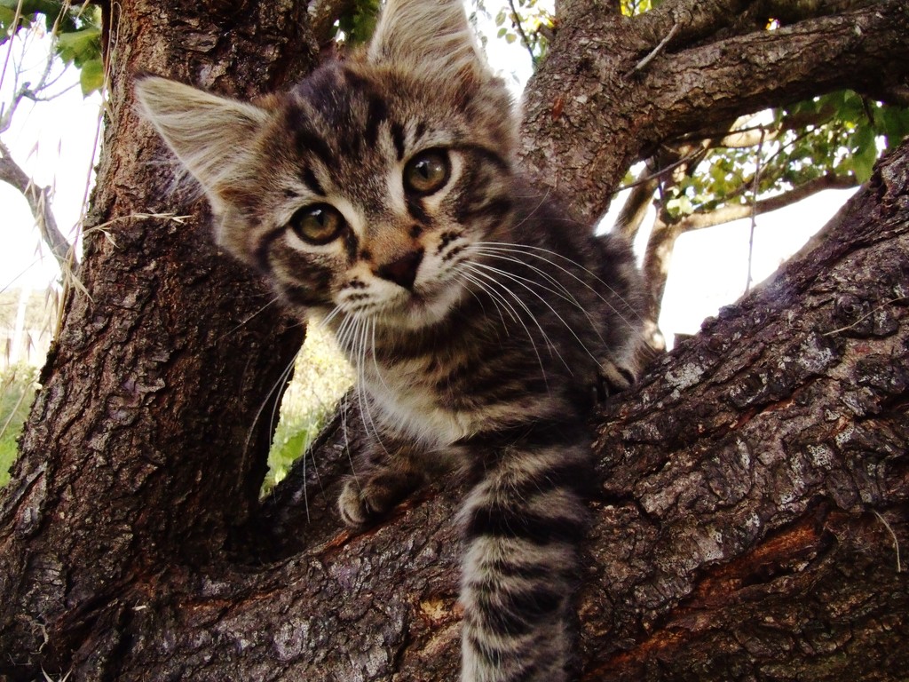 Kitty up a tree by wenbow