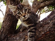 4th Apr 2016 - Kitty up a tree