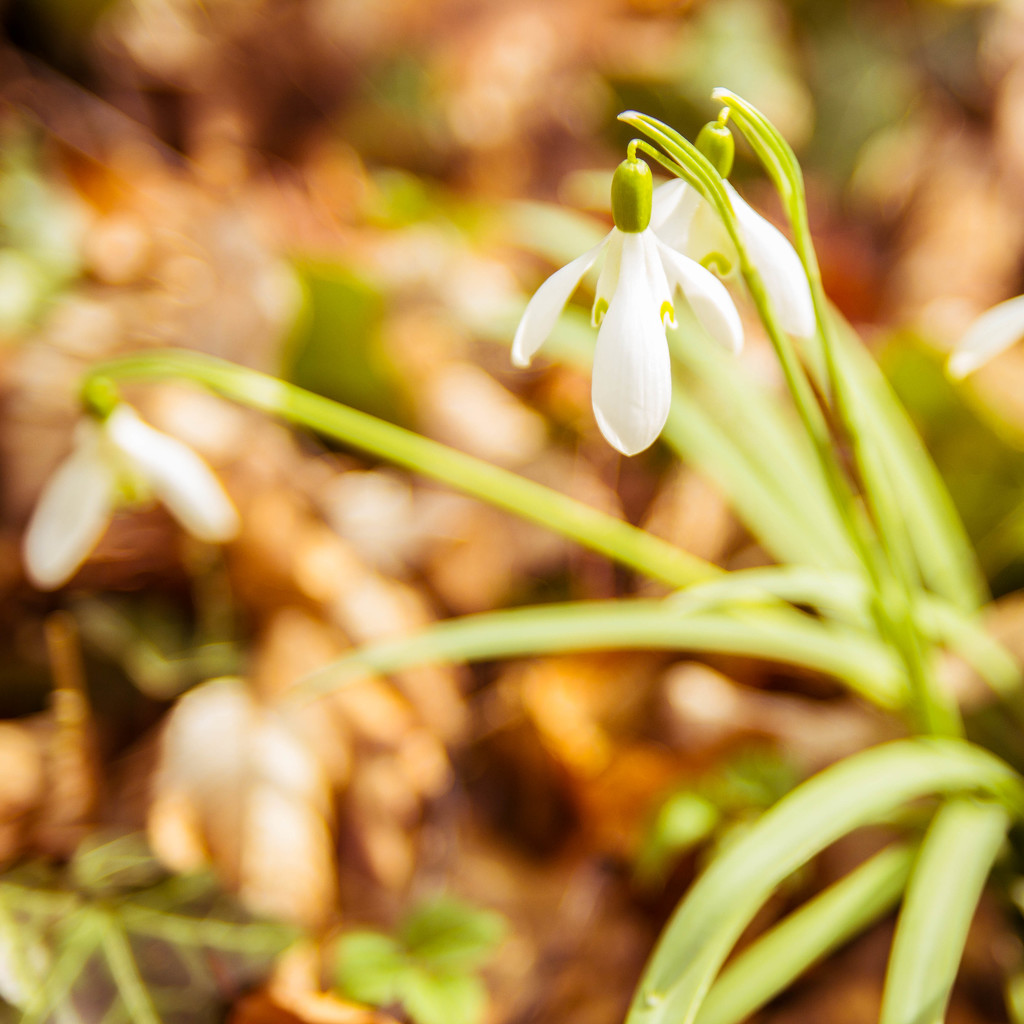 snowdrops #272 by ricaa