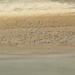Pelicans at Lake Eyre by leestevo