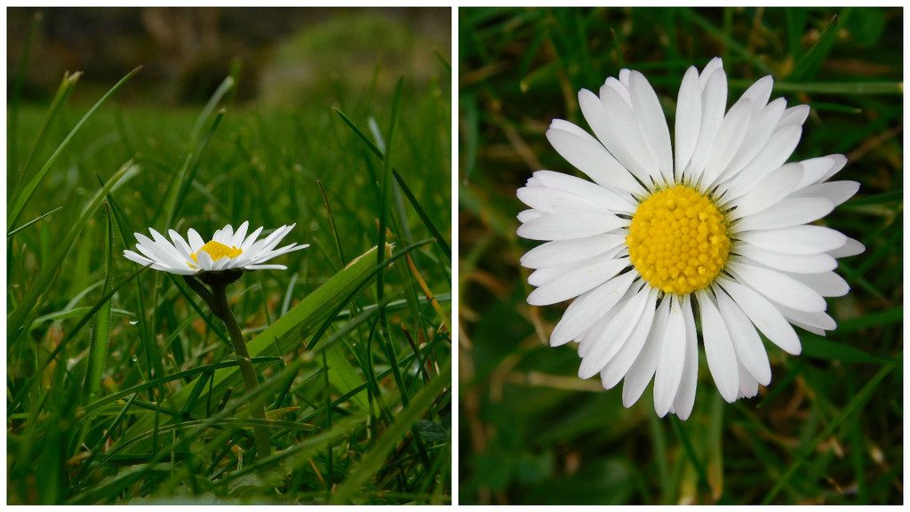 7. Daisy by 365anne