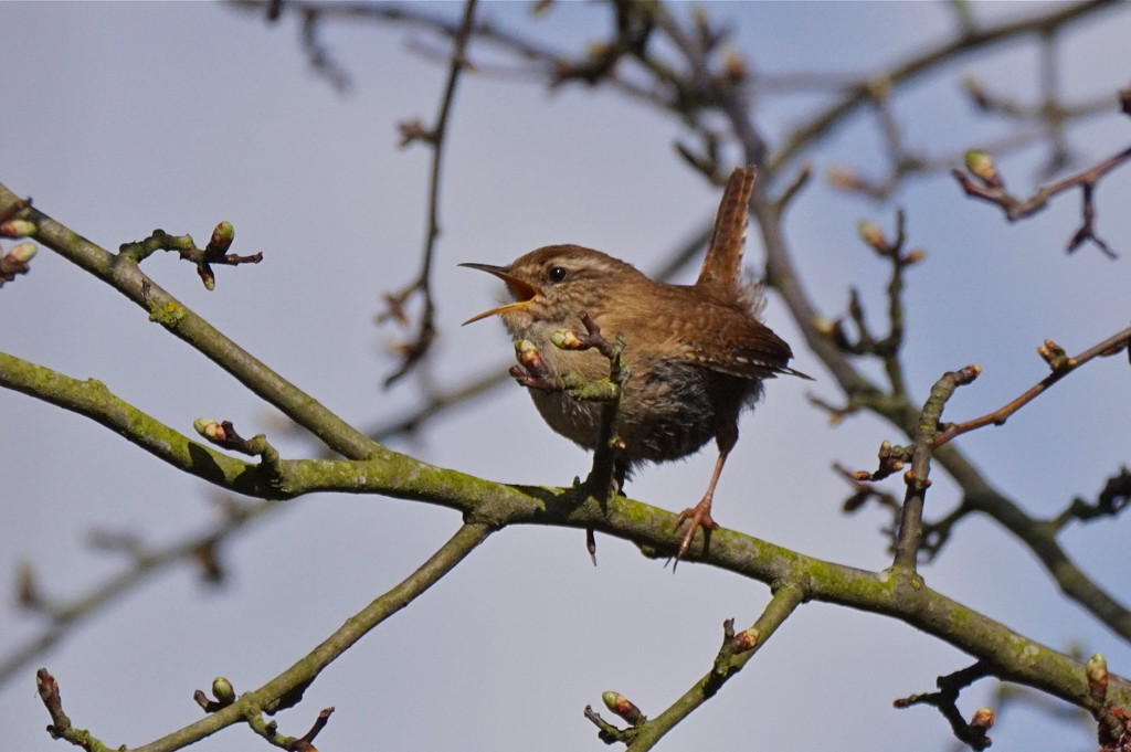 ANOTHER SINGING WREN by markp