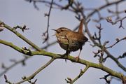 1st Apr 2016 - ANOTHER SINGING WREN
