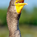 Cormorant by danette