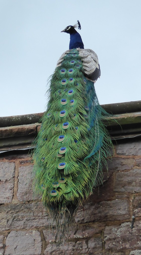  Peacock at Powis Castle by susiemc