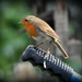 One of our lovely garden robins by rosiekind