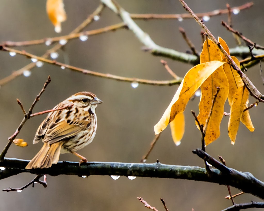 Sparrow with Leaf by rminer