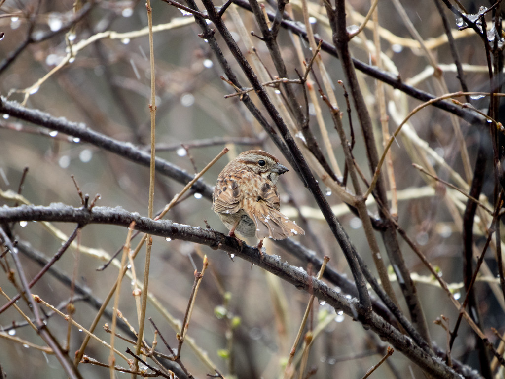 Sparrow Springtime by rminer