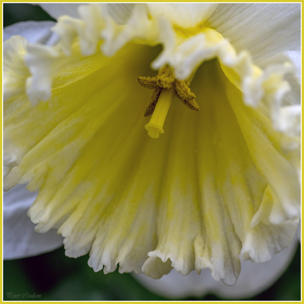 Daffodil  by pcoulson