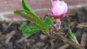 6th Apr 2016 - Nectarine Flower Bud