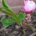 Nectarine Flower Bud by cataylor41