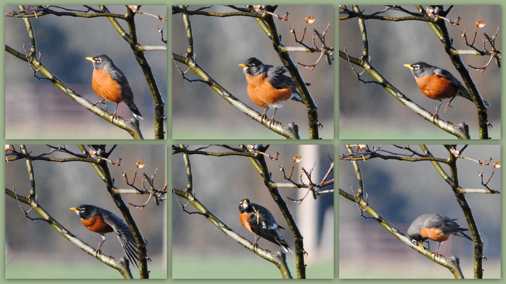Workout Routine for an American Robin by genealogygenie
