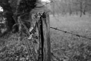 8th Apr 2016 - OCOLOY Day 99: Occasional Fence Post 4