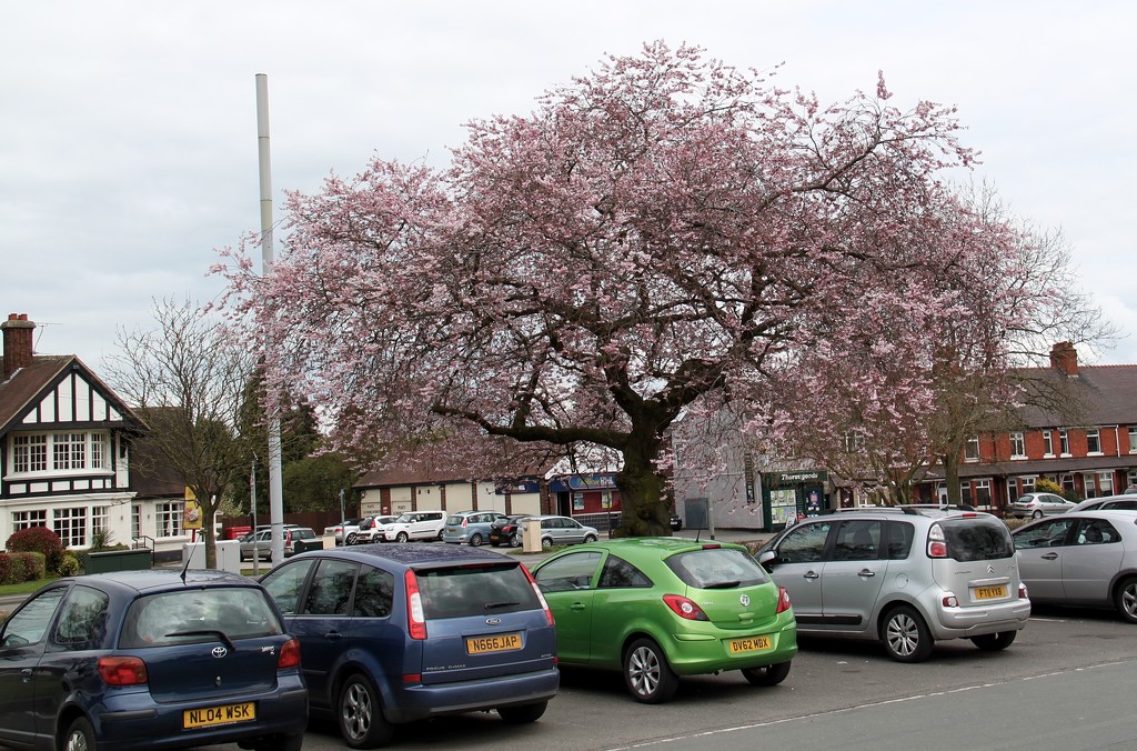 Kermie and the blossom by sabresun