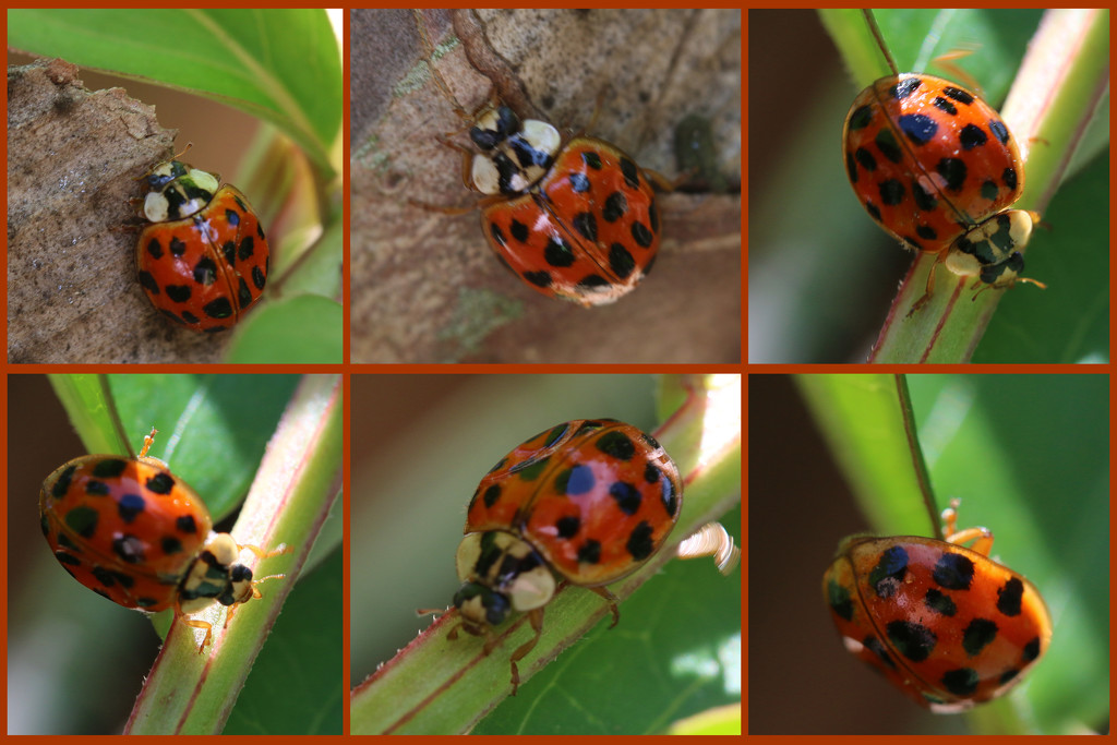 Ladybugs - take 2 by ingrid01