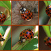 Ladybugs - take 2 by ingrid01