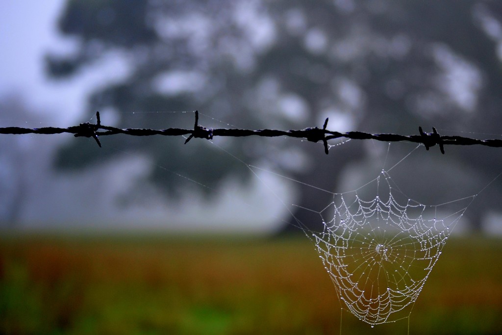 soggy web on barbed wire by dianeburns