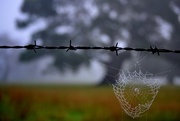 9th Apr 2016 - soggy web on barbed wire