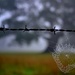 soggy web on barbed wire by dianeburns