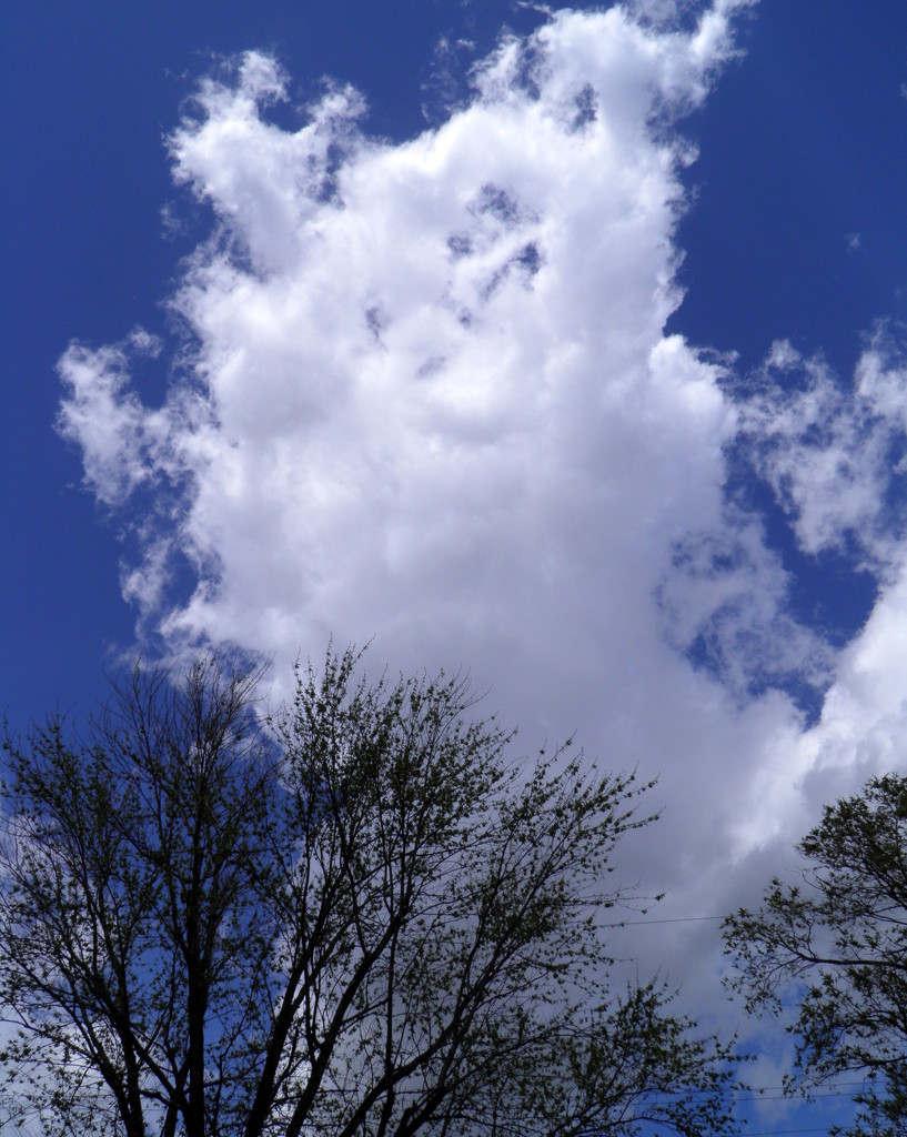Pop Up Cloud by daisymiller