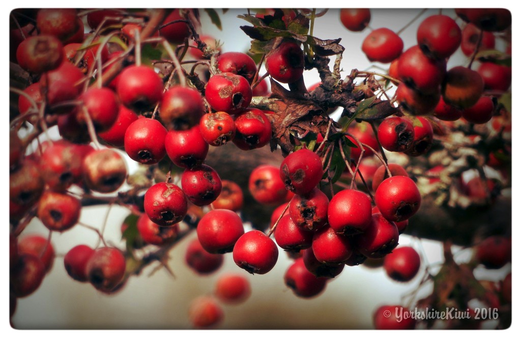 red berries by yorkshirekiwi