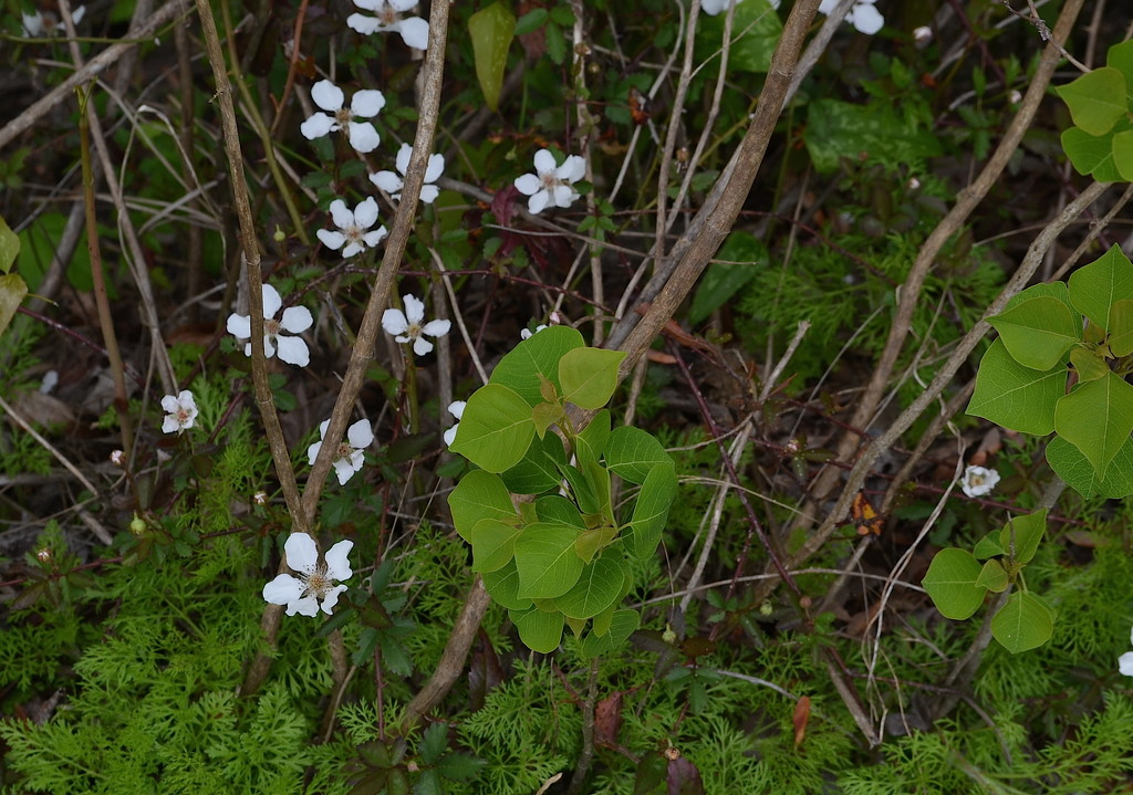 Wildflowers, Caw Caw Interpretive Center, Ravenel, SC by congaree