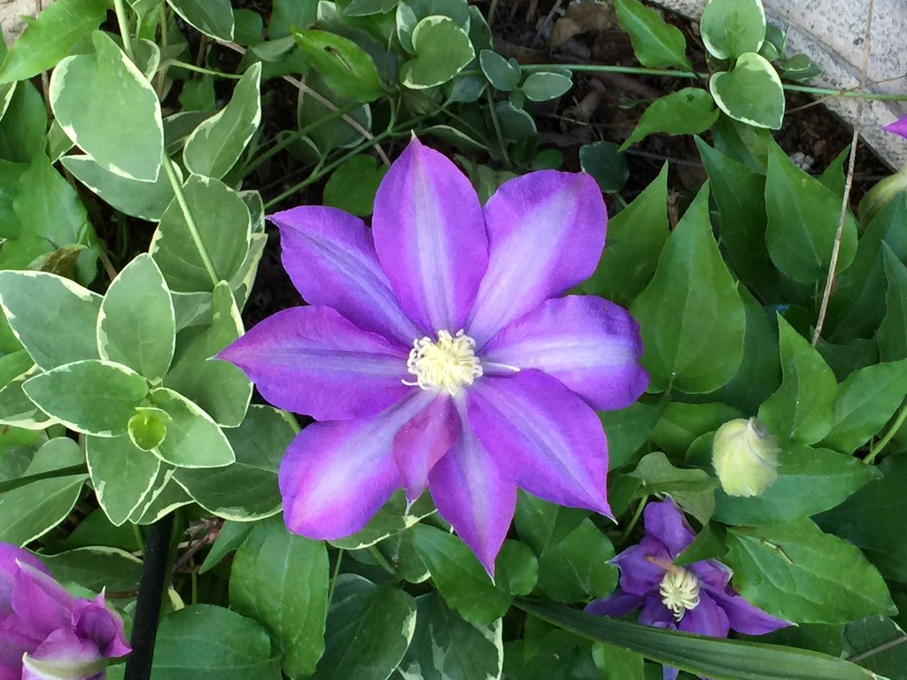 The clematis in the front garden is now blooming.  What a joy to behold each Spring by congaree