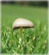 7th Apr 2016 - mini mushroom