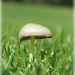 mini mushroom by cruiser