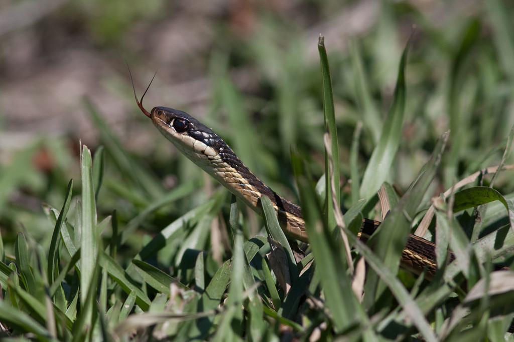 IMG_7318 Snake in the Grass by rontu