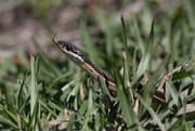 8th Apr 2016 - IMG_7318 Snake in the Grass