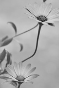 8th Apr 2016 - Daisies in bw