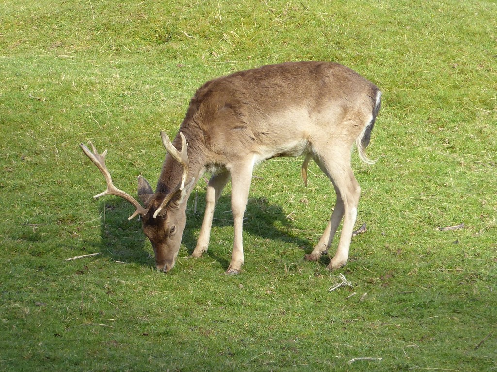 Beautiful Deer at Powis Castle  by susiemc