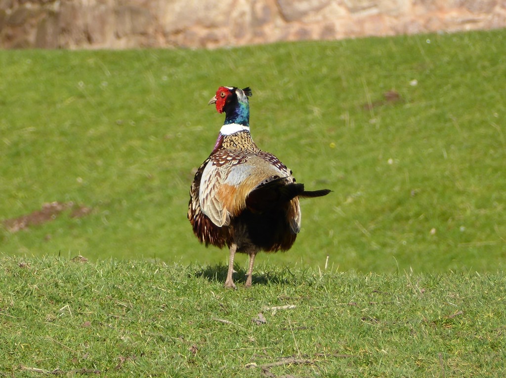 Pheasant at Powis Castle  by susiemc