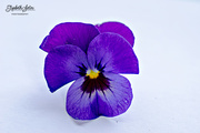 9th Apr 2016 - Viola tricolor 