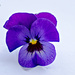 Viola tricolor  by elisasaeter