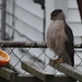 Baltimore Oriole? no Peregrine Falcon by brillomick