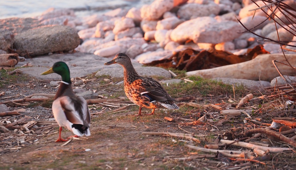 Mr. & Mrs. Duck Out for a Stroll by selkie