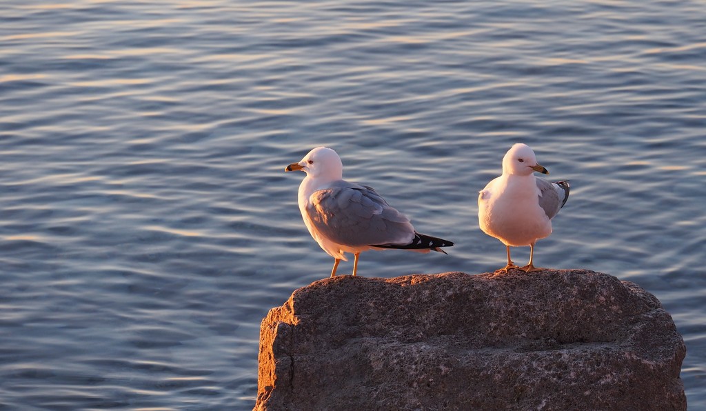 Two Gulls on a Rock by selkie