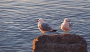 29th Mar 2016 - Two Gulls on a Rock