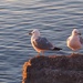 Two Gulls on a Rock by selkie