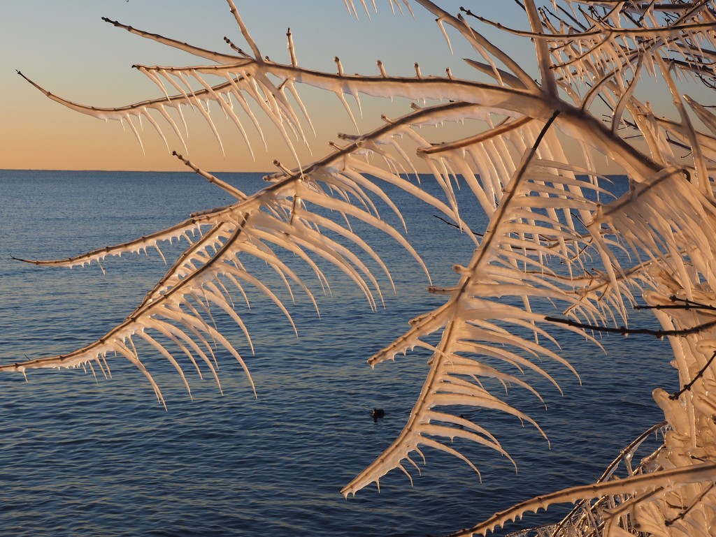 Ice Feathers by selkie