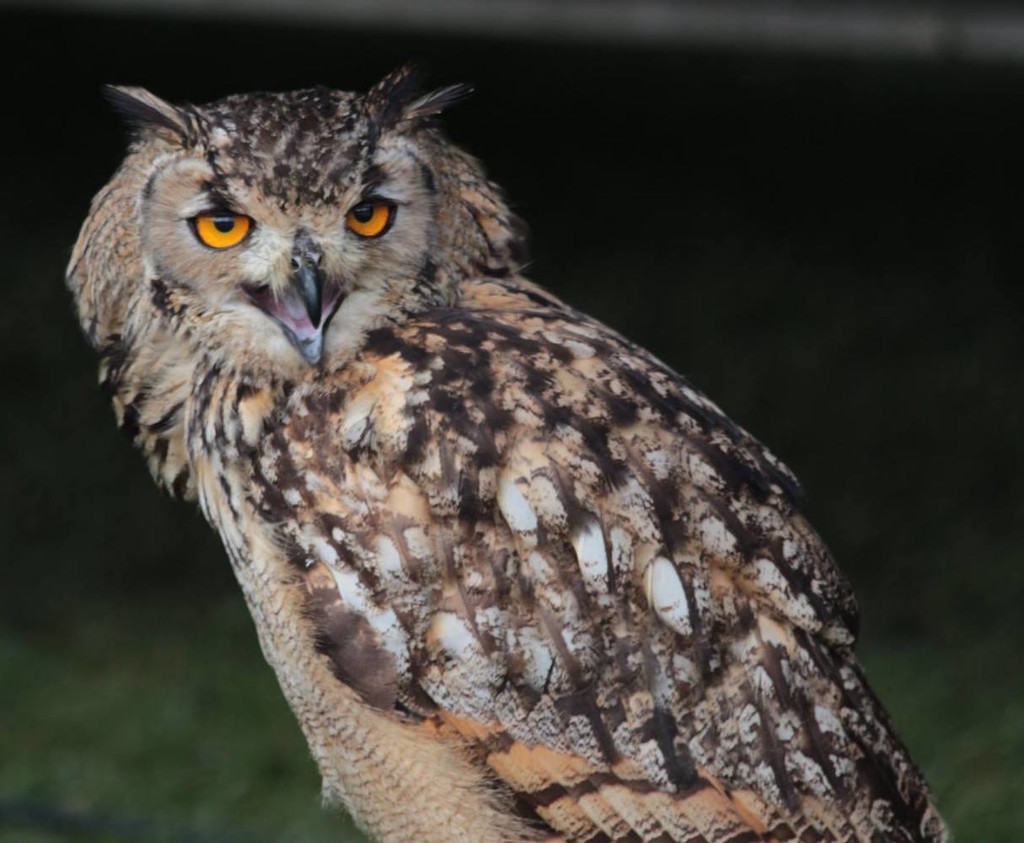 Indian Eagle Owl by jennyjustfeet