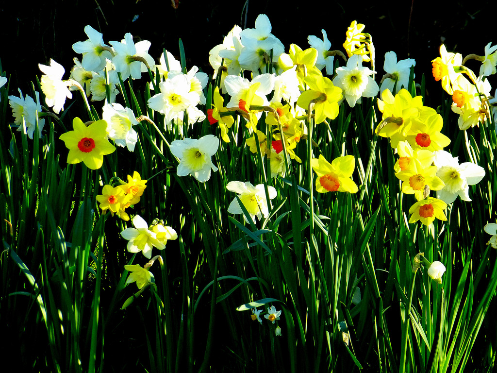 Daffodils.... by snowy